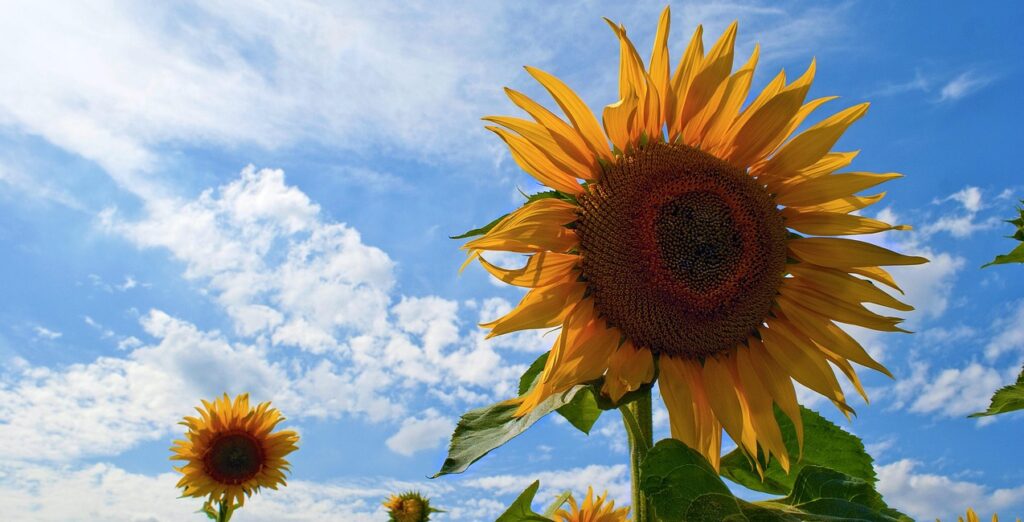 Sunflowers zonnebloem in de zon en blauwe lucht vrijheid genieten IEMT